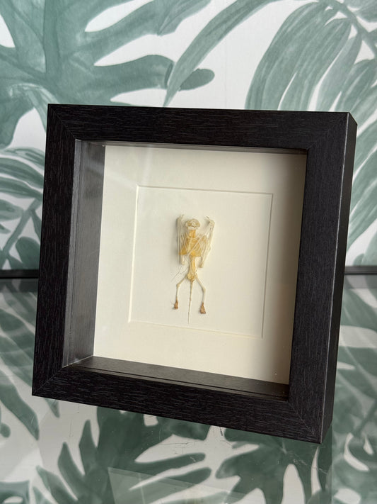 Skelet vleermuis ingelijst - 16 x 16