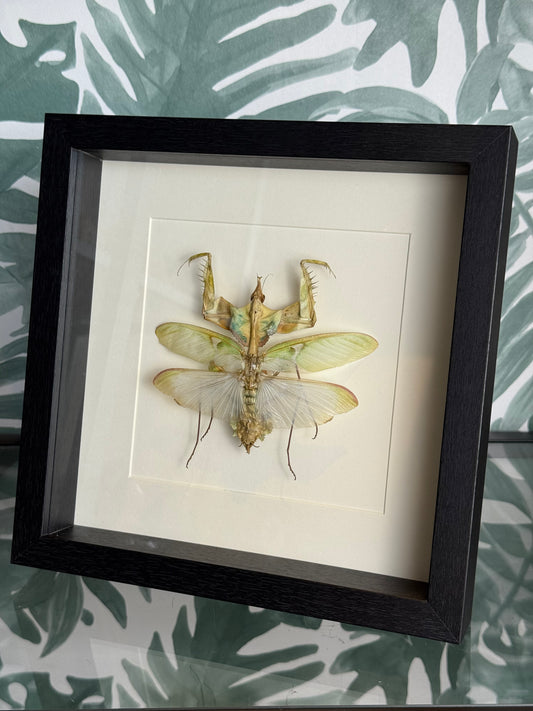Ingelijste duivelsbloembidsprinkhaan - 25 x 25 cm