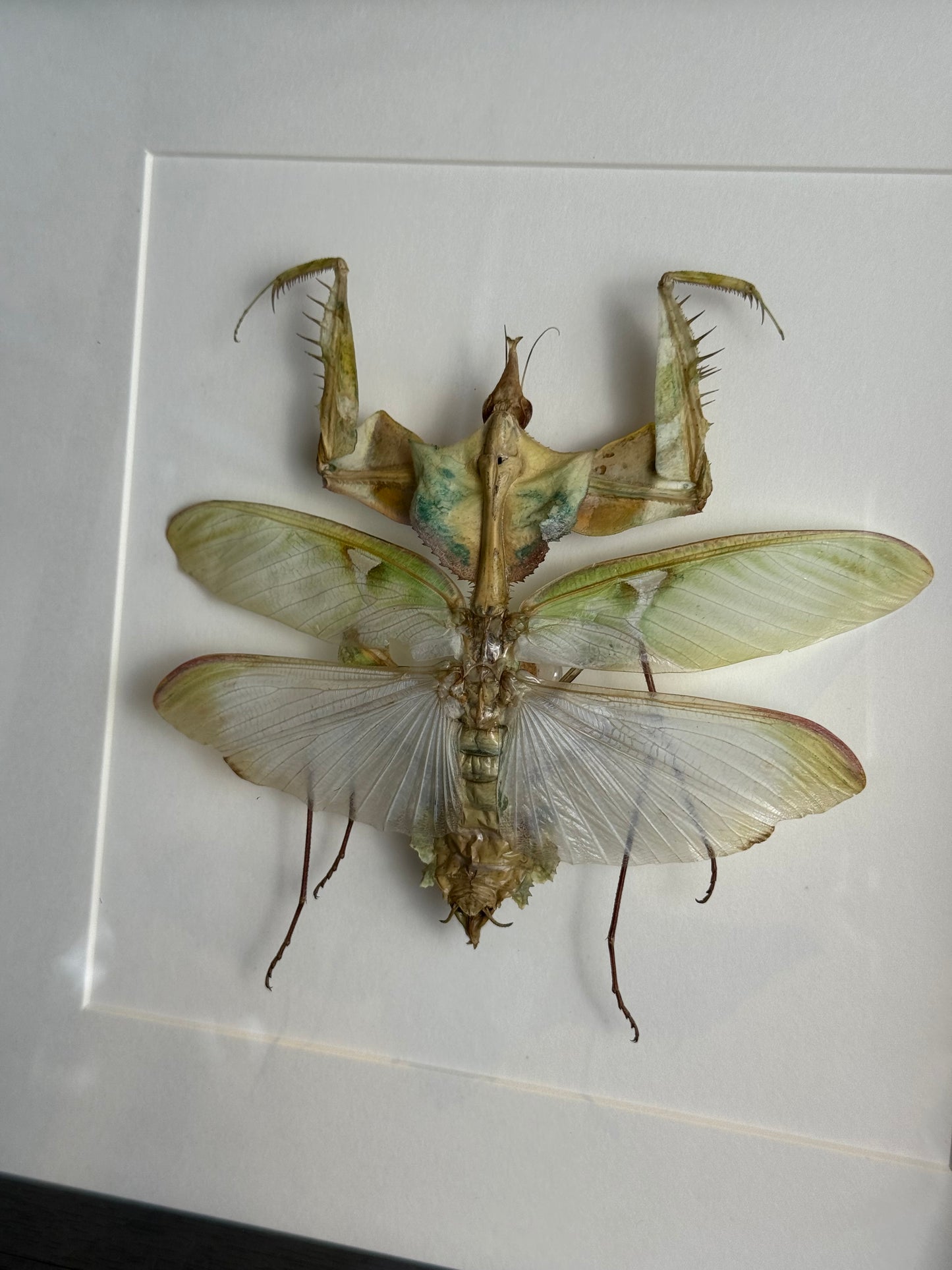 Ingelijste duivelsbloembidsprinkhaan - 25 x 25 cm