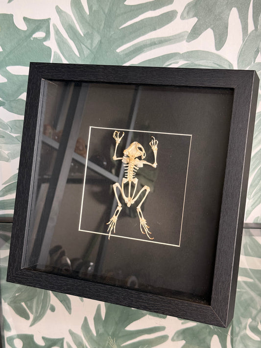 Skelet pad ingelijst - 25 x 25