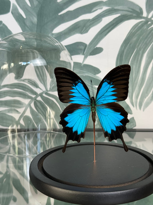 🦋 Vlinder in stolp – Papilio ulysses