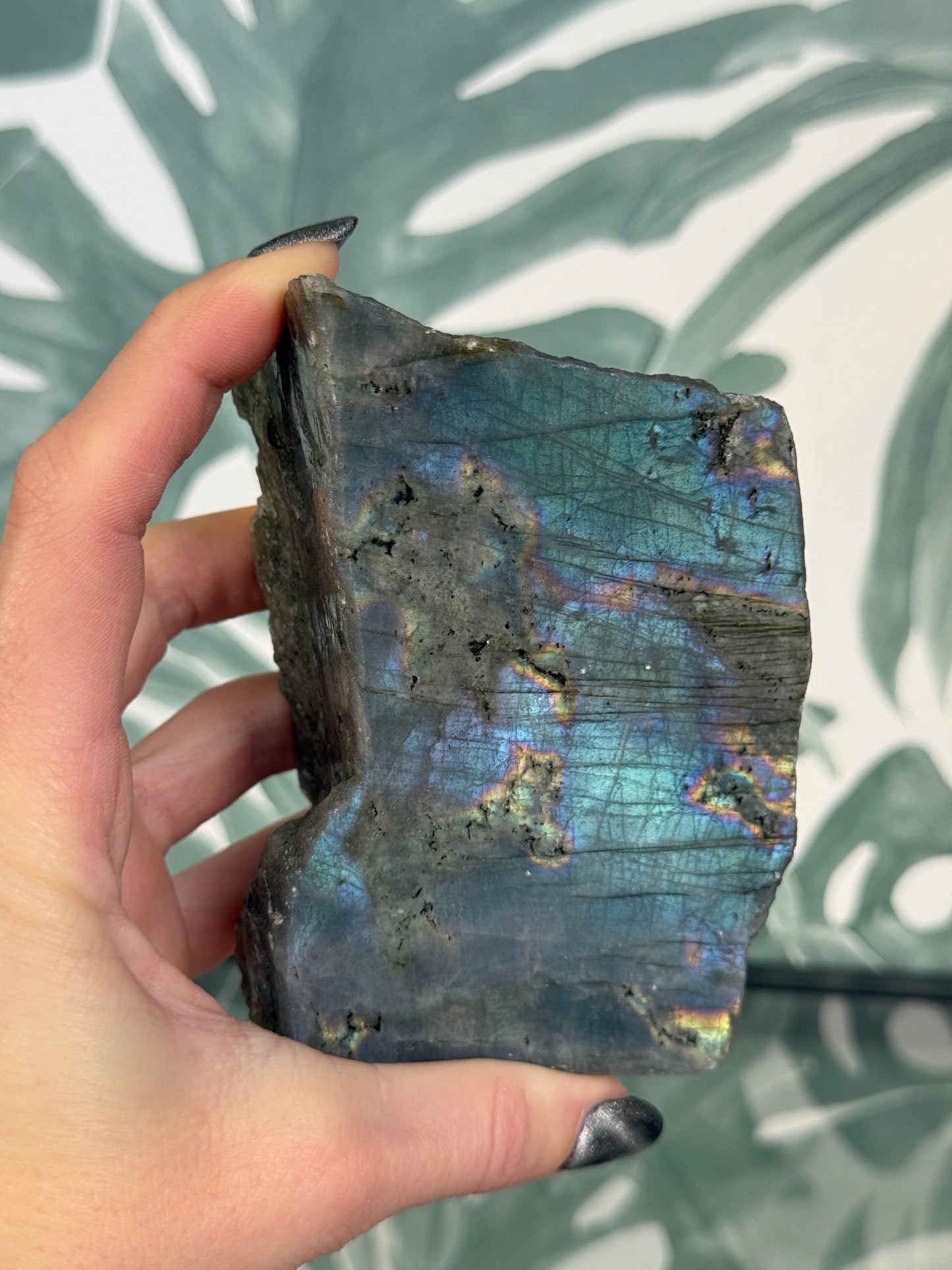 Labradoriet op standvlak #no.136