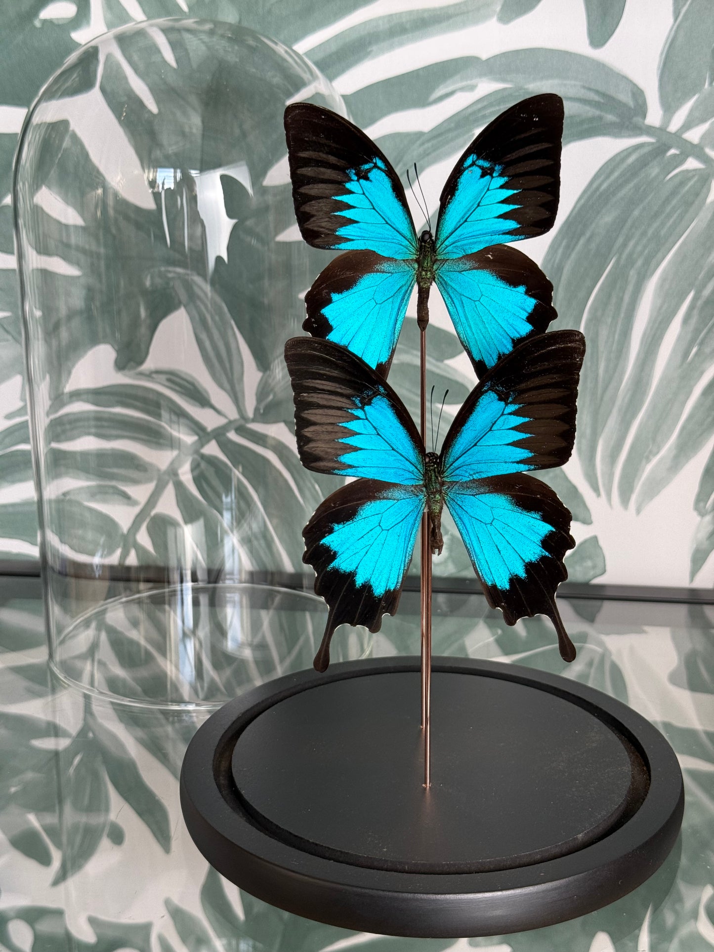 🦋 Dubbele vlinder in stolp - Papilio Ulysses