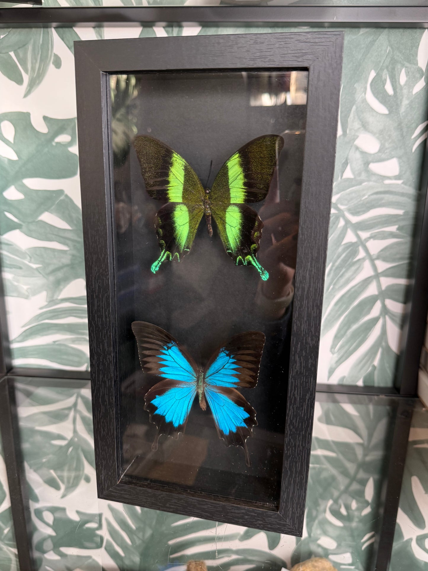 🦋 Ingelijste vlinders - Papilio Palinurus & Papilio Ulysses