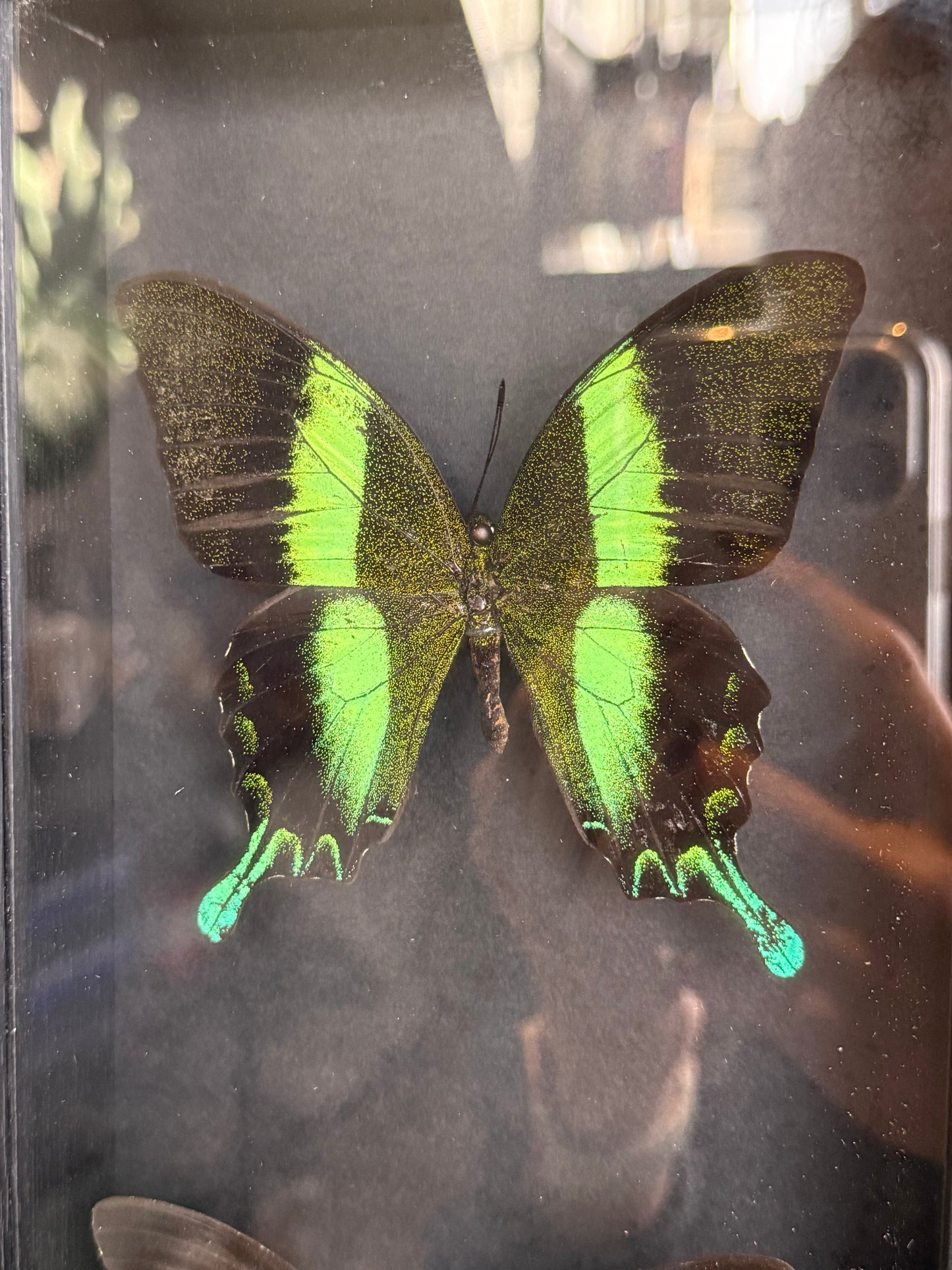 🦋 Ingelijste vlinders - Papilio Palinurus & Papilio Ulysses