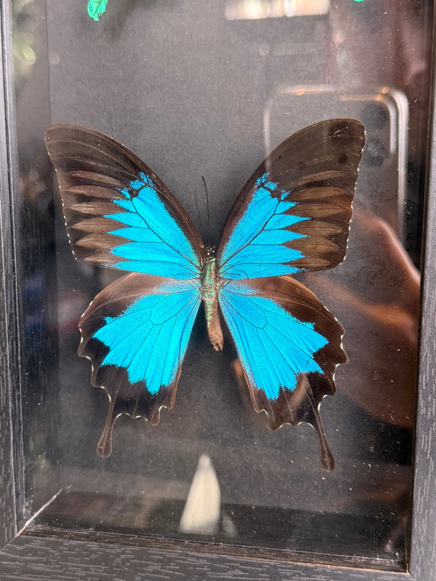 🦋 Ingelijste vlinders - Papilio Palinurus & Papilio Ulysses