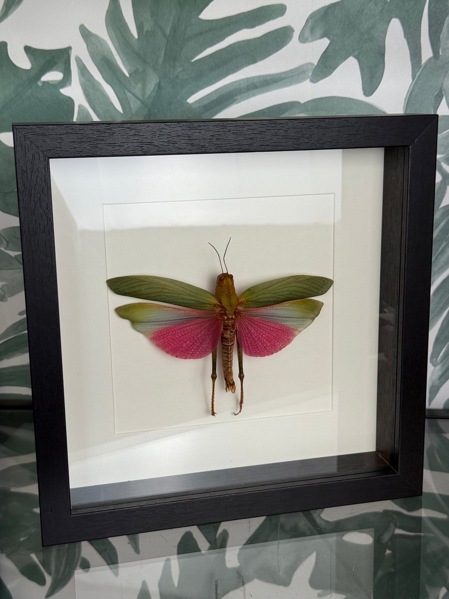 Sprinkhaan in lijst - Lophacris Cristata