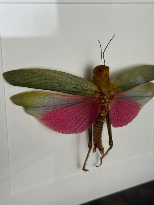 Sprinkhaan in lijst - Lophacris Cristata