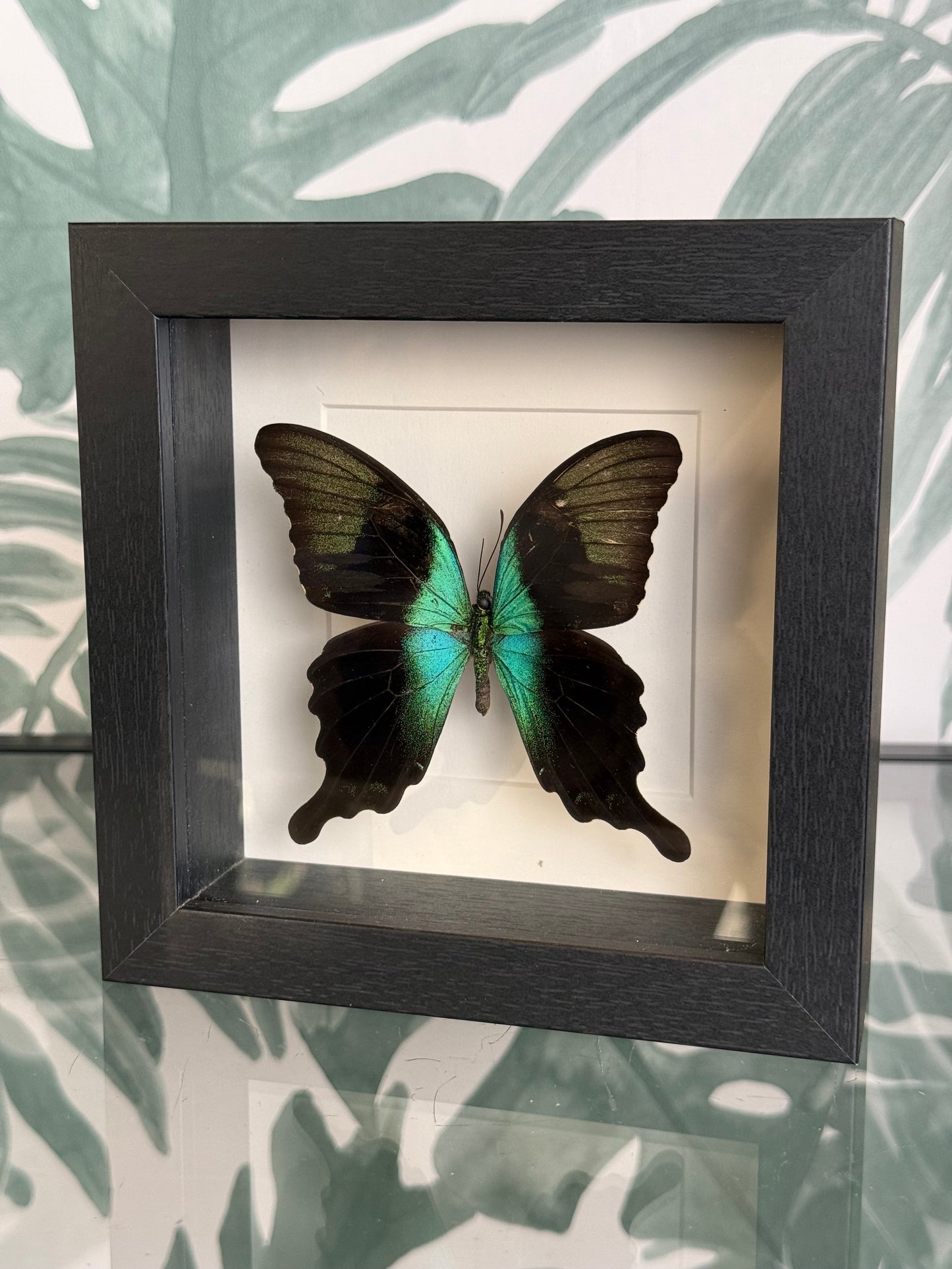 🦋Vlinder  in lijst - Papilio Peranthus