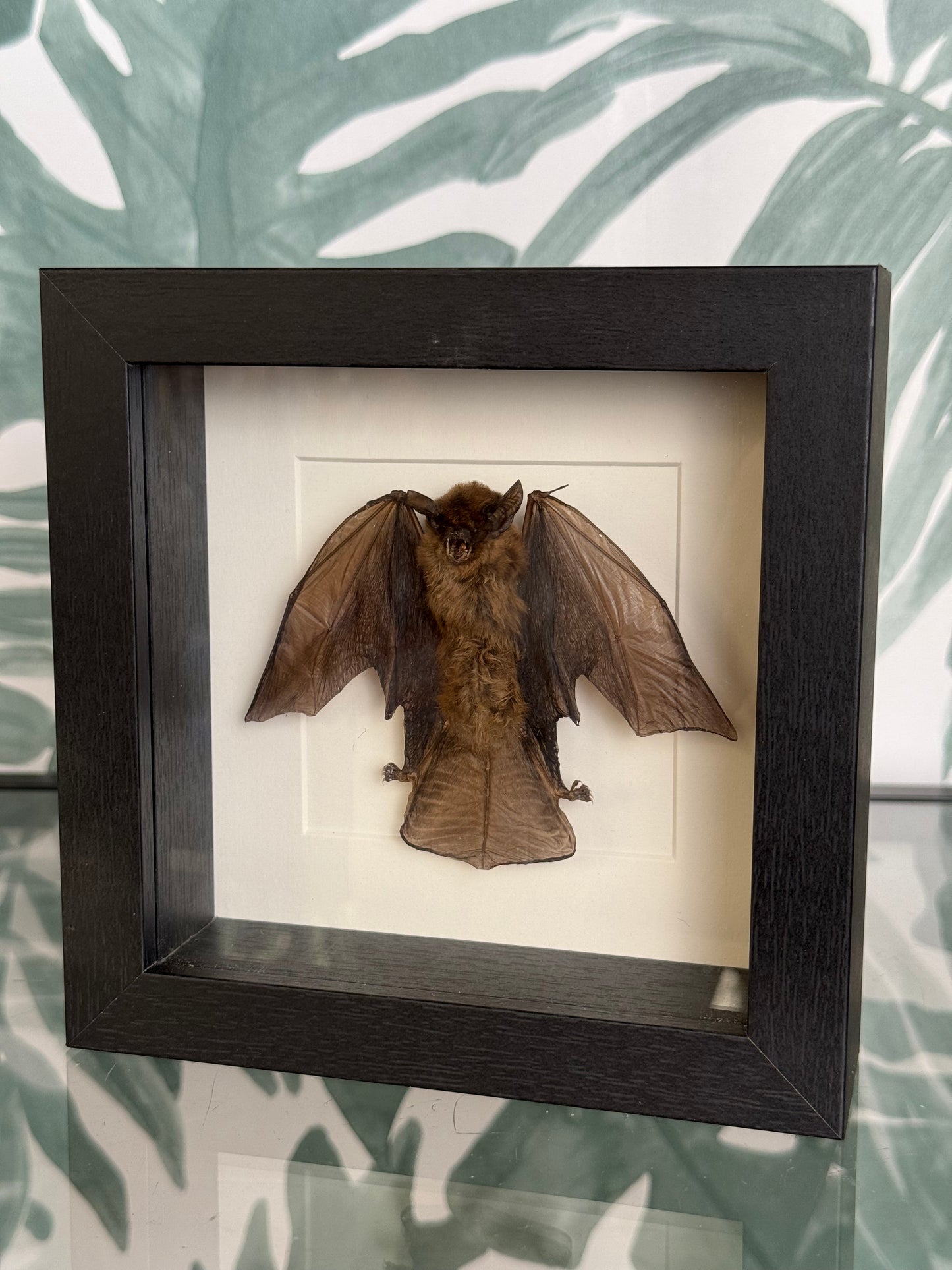 Vleermuis in lijst - 16x16 cm