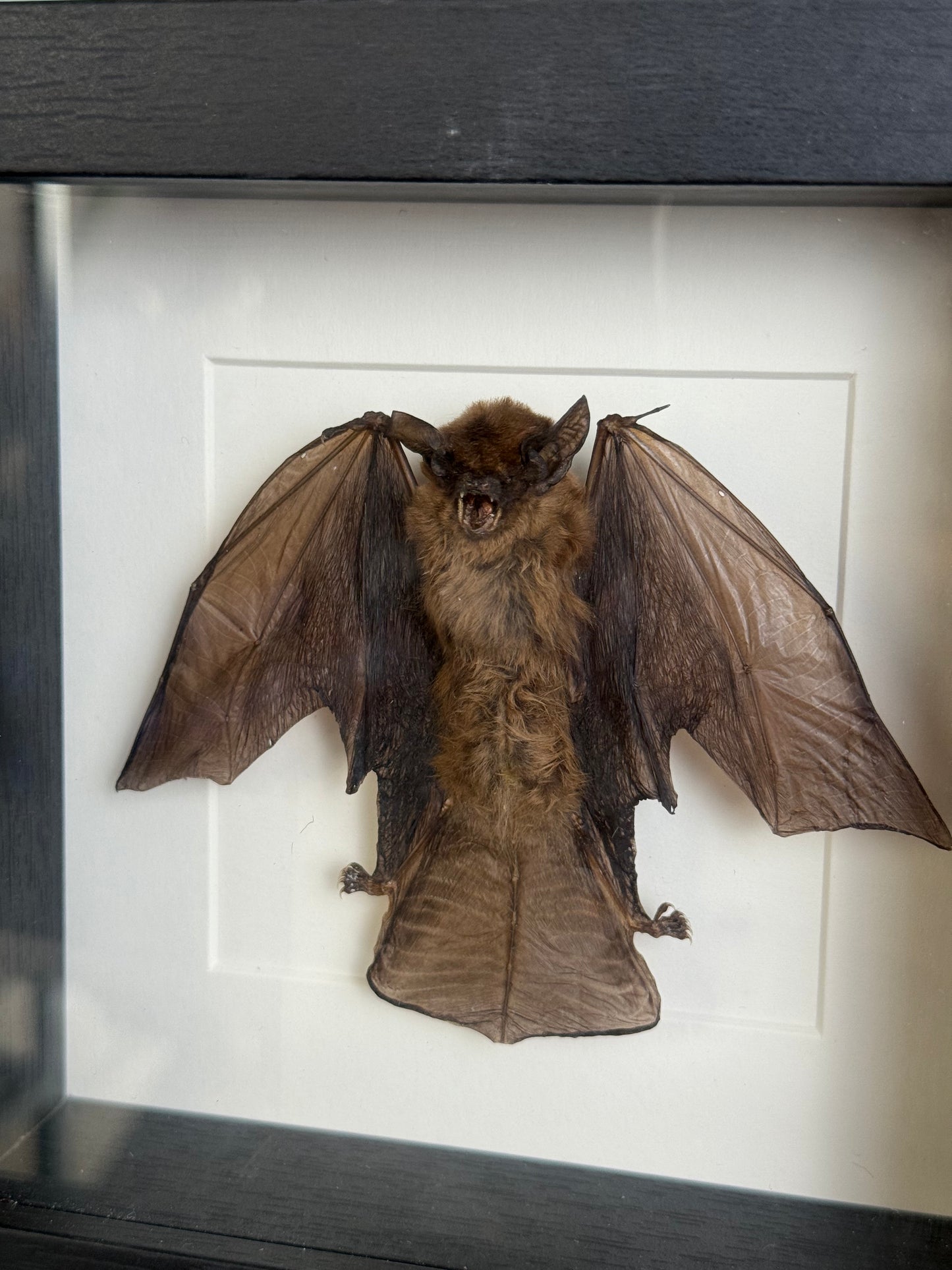 Vleermuis in lijst - 16x16 cm