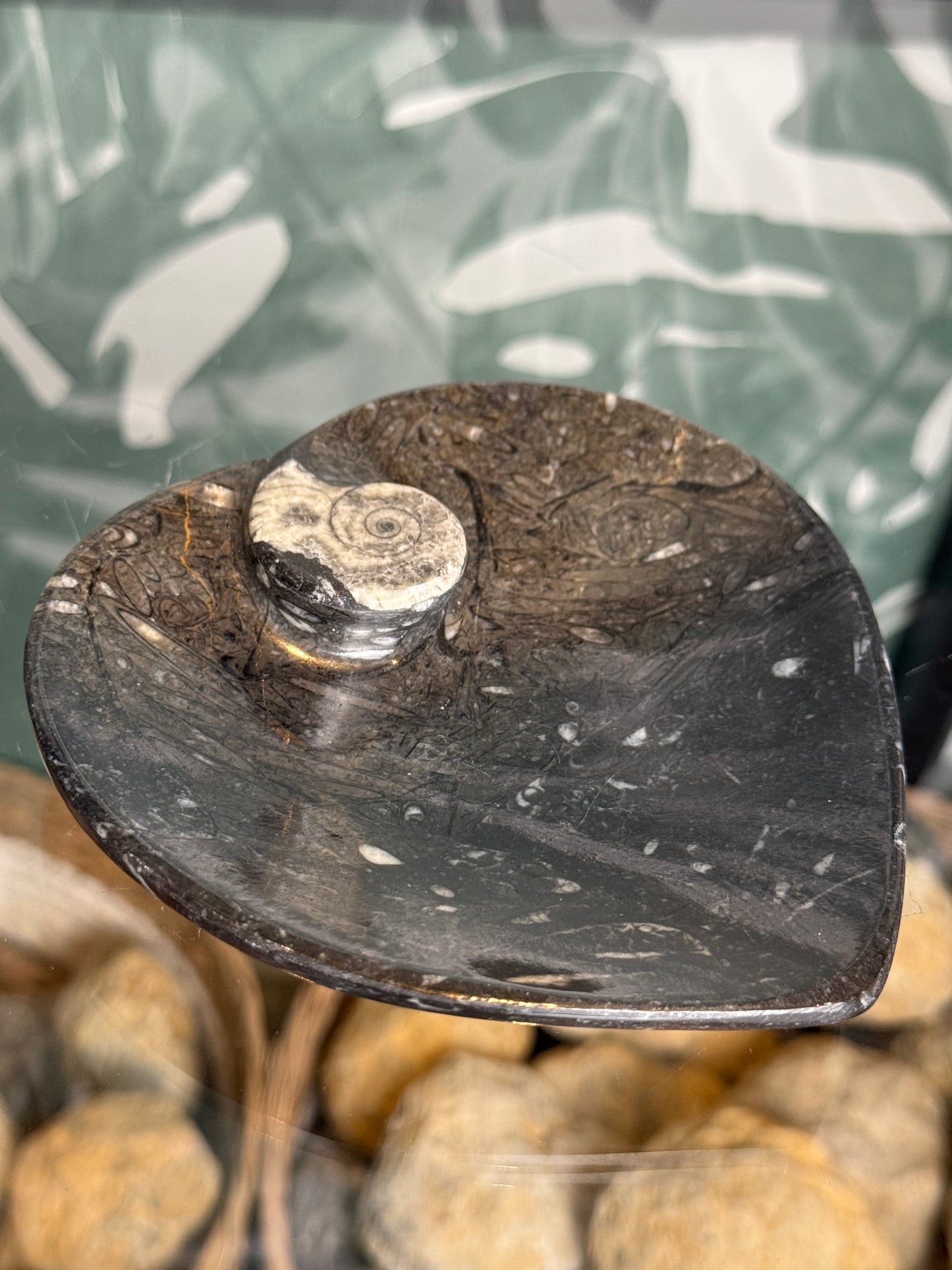 Orthocera schaaltje ingelegde ammoniet -#no.7