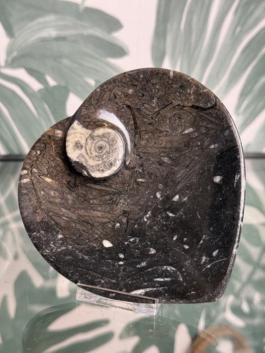 Orthocera schaaltje ingelegde ammoniet -#no.7