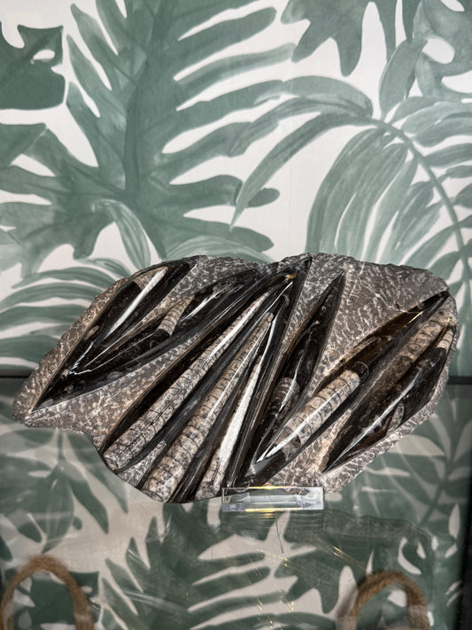 Orthocera fossiel -#no.162