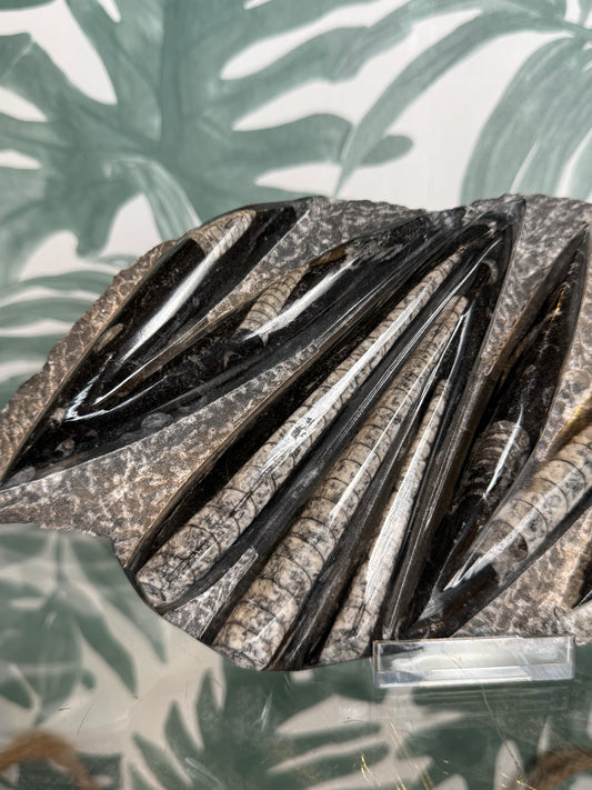 Orthocera fossiel -#no.162