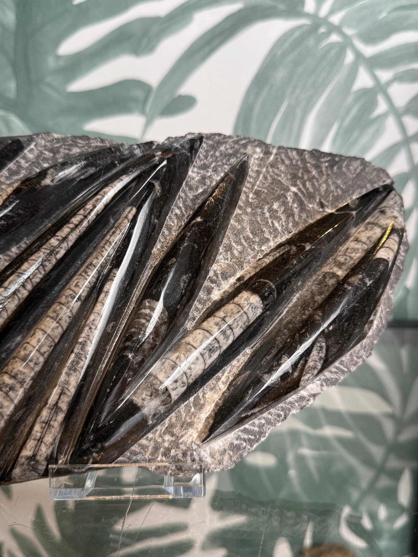 Orthocera fossiel -#no.162