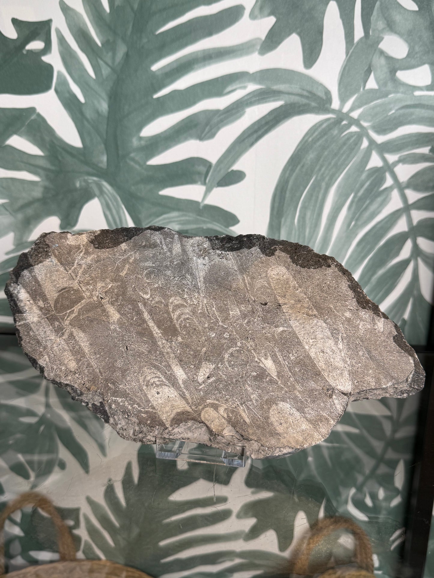 Orthocera fossiel -#no.162