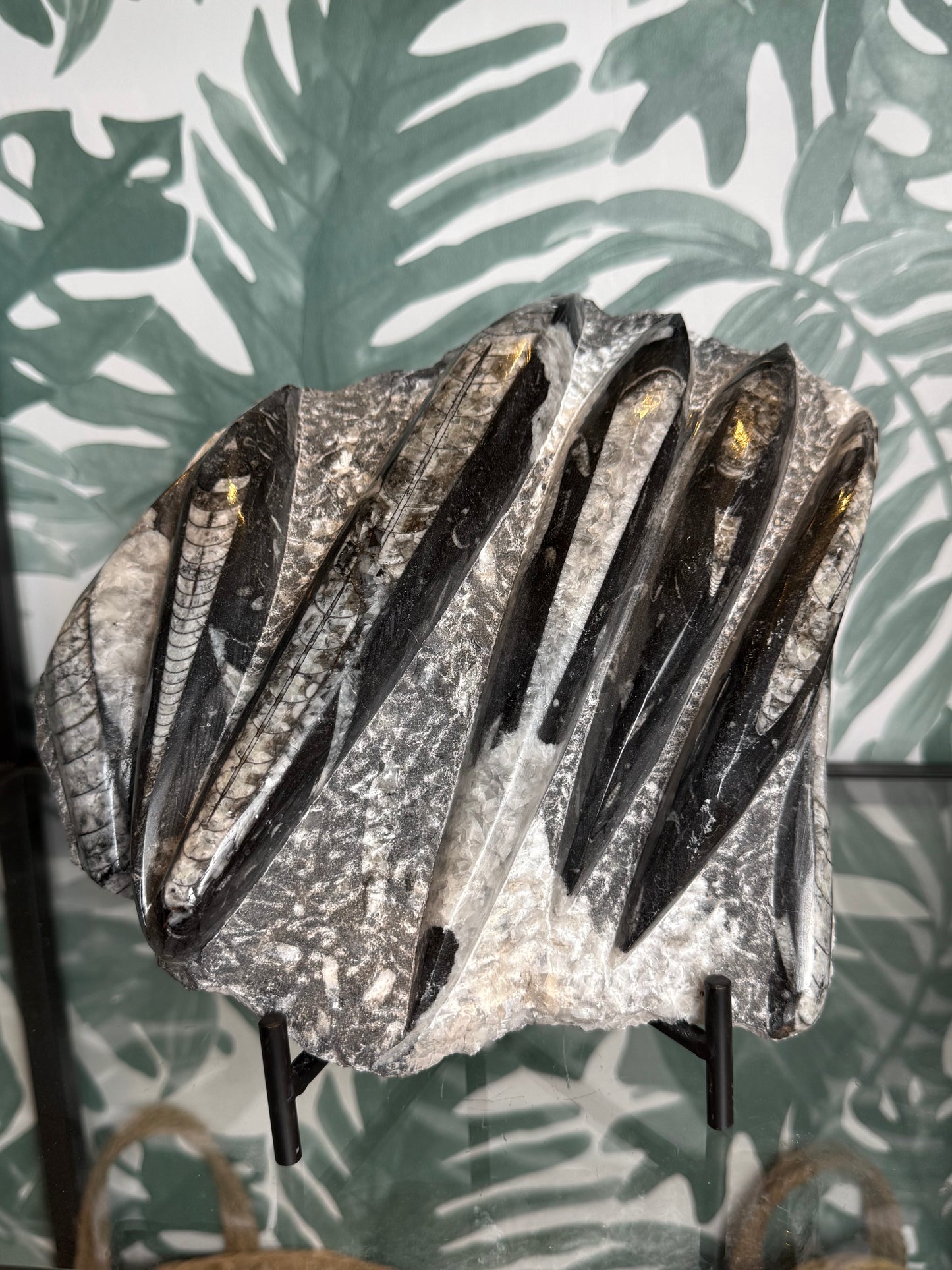 Orthocera fossiel -#no.163