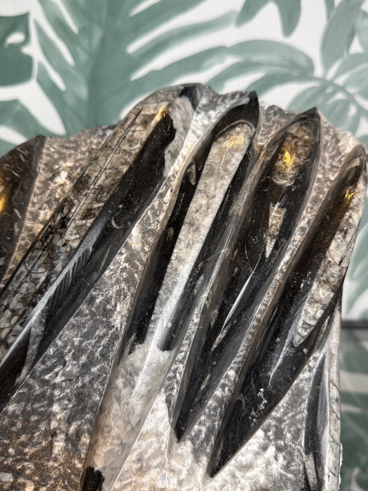 Orthocera fossiel -#no.163