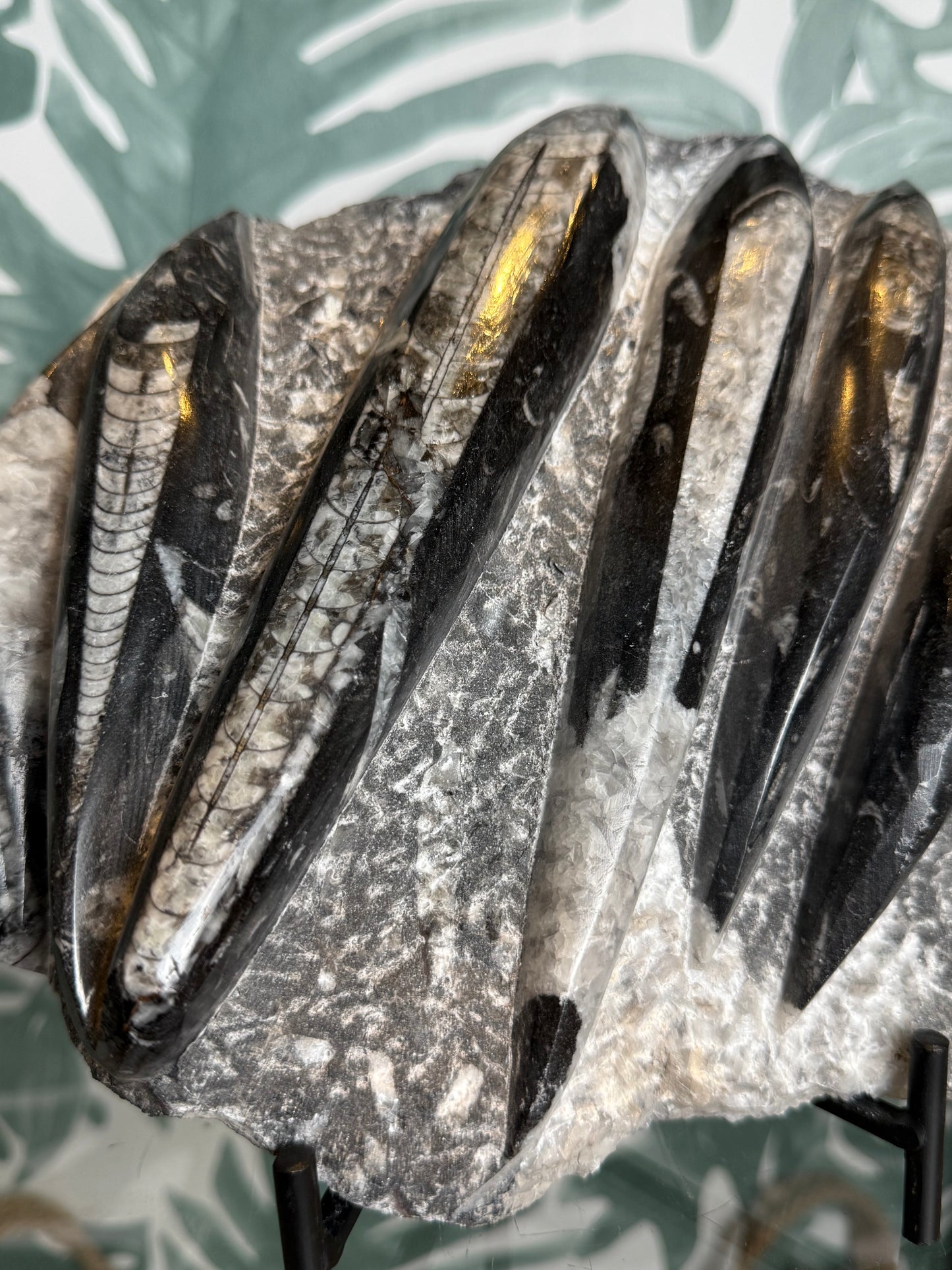 Orthocera fossiel -#no.163