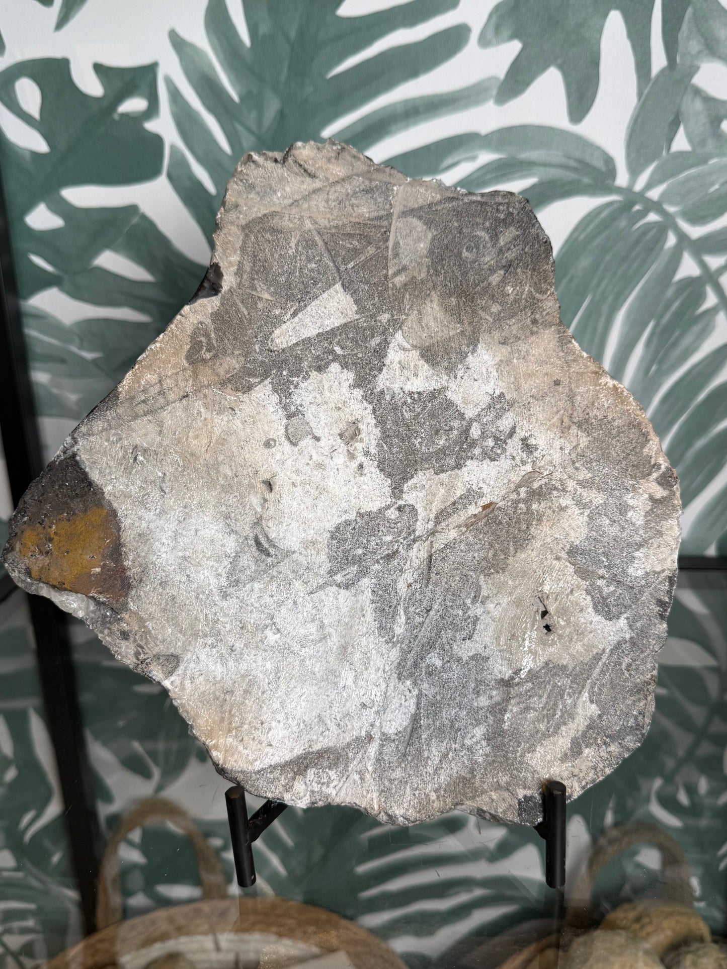 Orthocera fossiel -#no.163