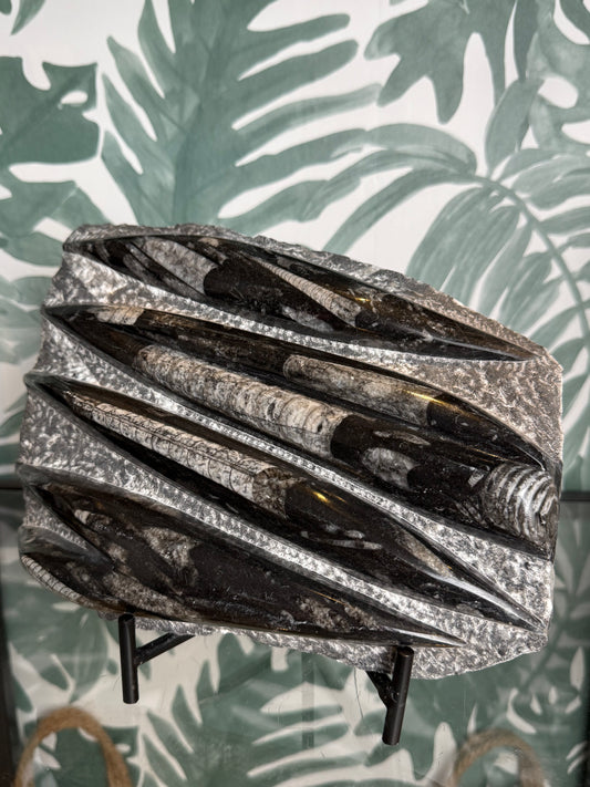 Orthocera fossiel -#no.164