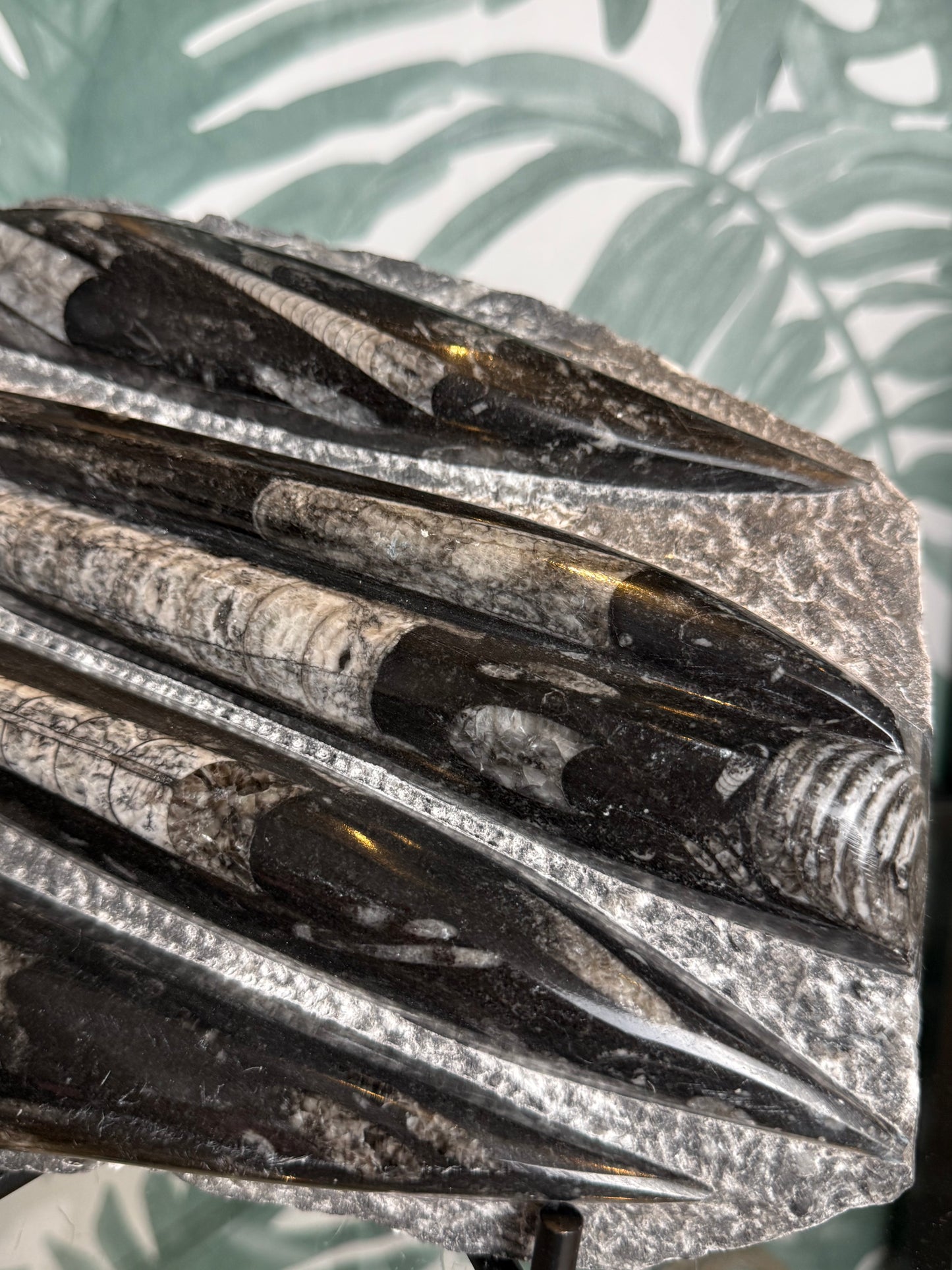 Orthocera fossiel -#no.164