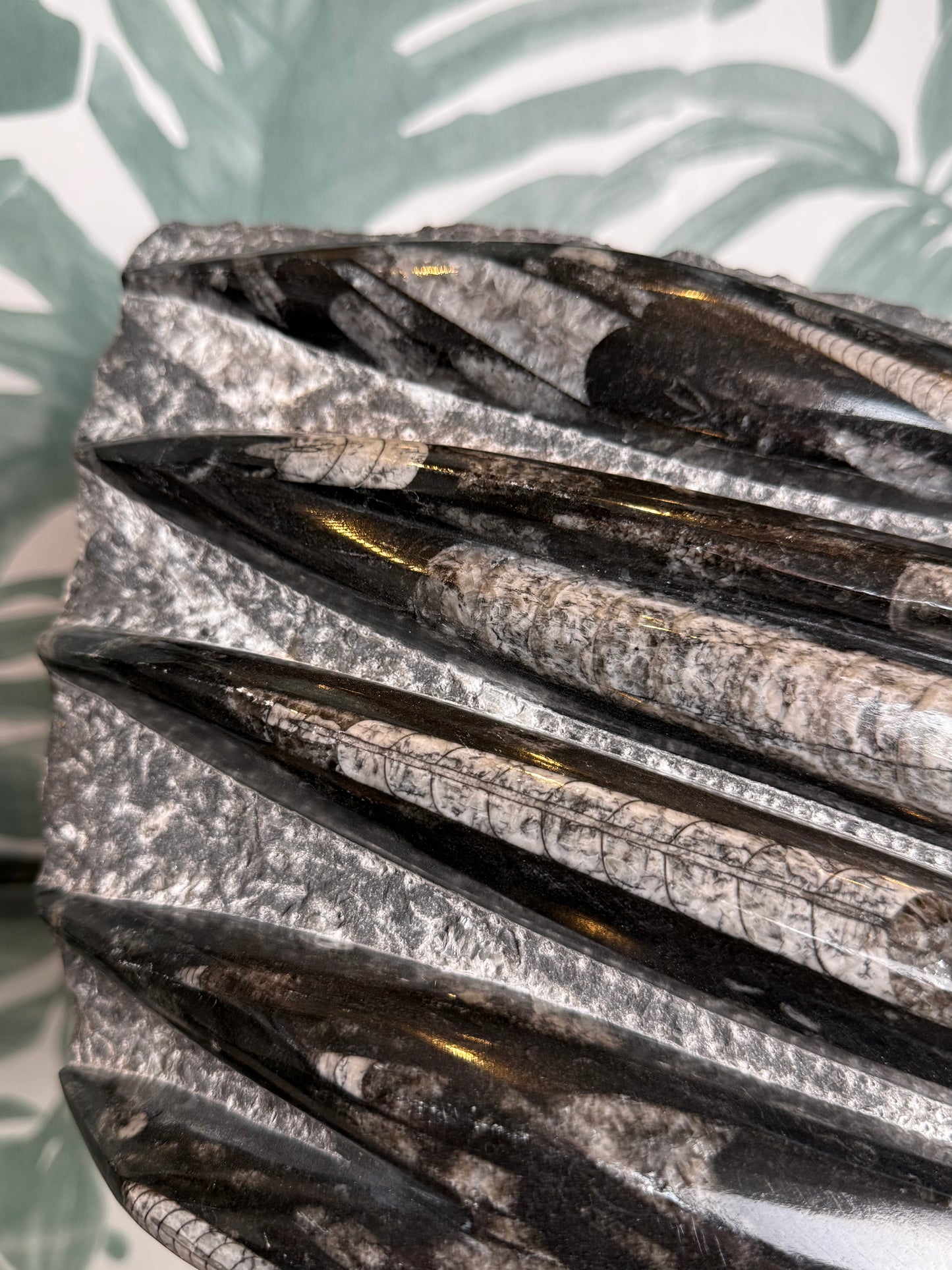 Orthocera fossiel -#no.164