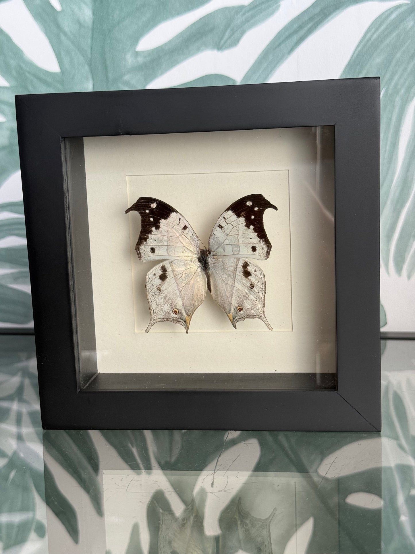 🦋 Vlinder in lijst – Salamis Duprei (Madagascar Mother-of-Pearl)