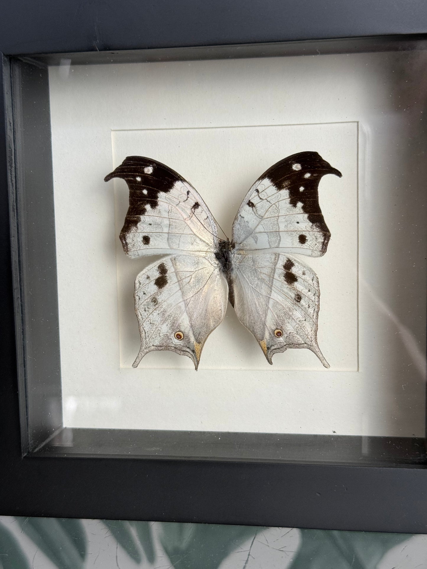 🦋 Vlinder in lijst – Salamis Duprei (Madagascar Mother-of-Pearl)
