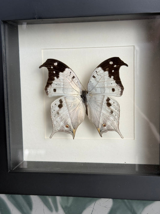 🦋 Vlinder in lijst – Salamis Duprei (Madagascar Mother-of-Pearl)